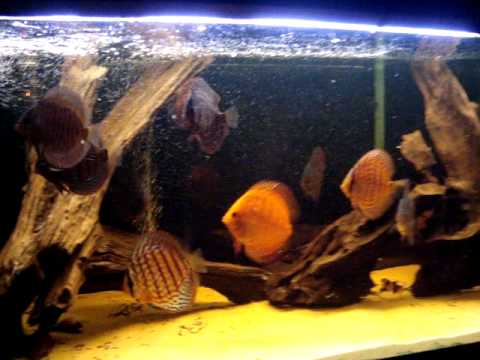 Discus aquarium