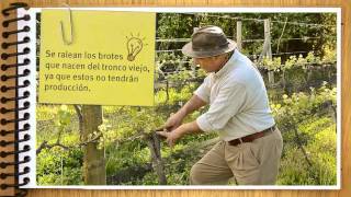 preview picture of video 'Bodega Busca Queirel - Del Viñedo al Vino - 03 Desbrote'