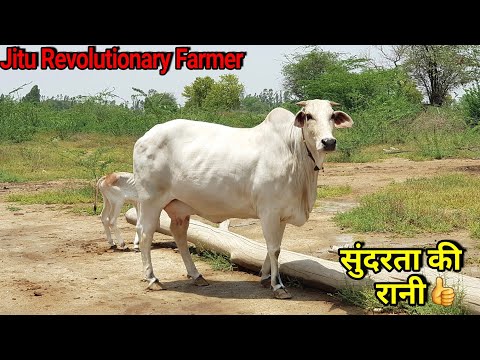 👍(Price: 22,000 Rs). Beautiful Haryana Breed Cow -Available for Buyers.👍 Video