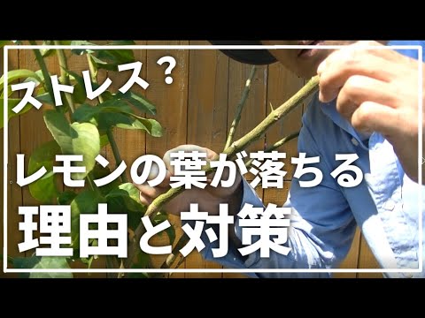 レモンの木は葉を落としていますか?これらが原因です 植物