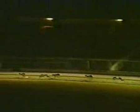 Scurlogue Champ Wembley May 3rd 1985