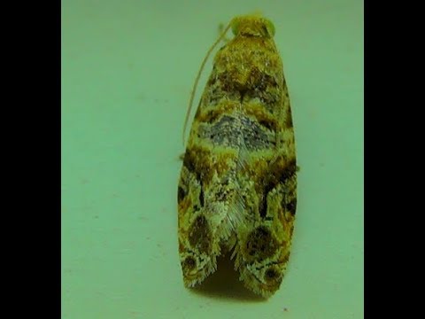 Genus Lobesia Moth