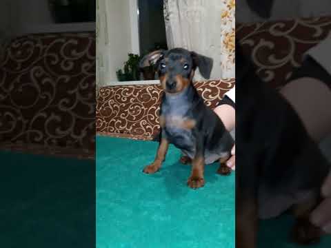 Zwergpinscher Welpe kaufen