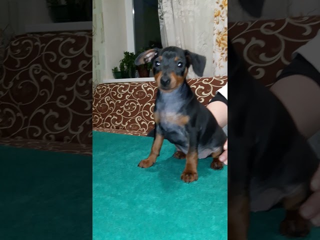 Miniature Pinscher puppy for sale