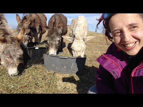 Gara Predeal Vârful Piatra Mare Timisul de Jos