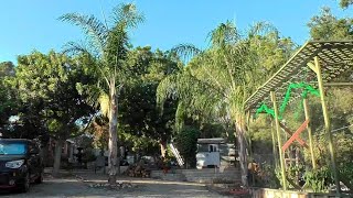 5 Year Update on Planting Two Queen Palm Trees