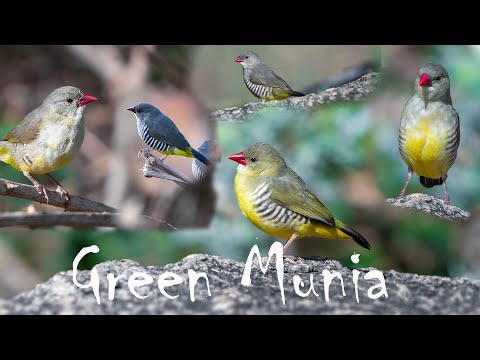 Amandava olivová (Amandava formosa) — starostlivosť, voliéra a kŕmenie