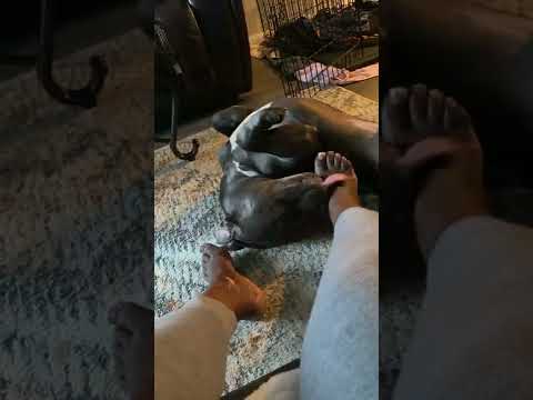 Churchland K9 - They discriminate againsted my American Pitbull terrier