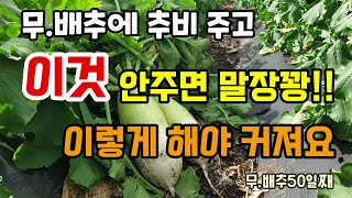 무.배추에 추비주고 이것 안해주면 말장꽝! 이렇게 해야 무배추가 폭풍성장합니다