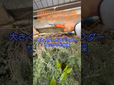 ラベンダーの苗木