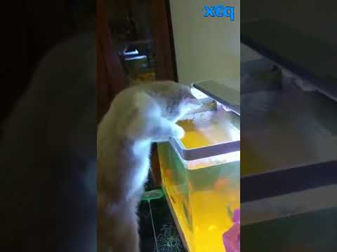 How attractive is the fish tank to cats?