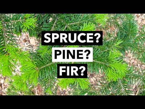 image-Is a spruce tree a pine?
