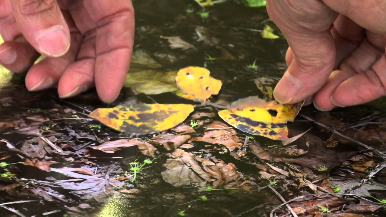 MICHAEL PORTER - Perception and Illusion (www.petronillasilver.co.uk)