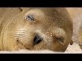 Sharing a beach with baby sea lions - Galápagos: Islands of Change - Natural World - BBC Two