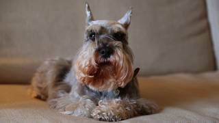 Miniature Schnauzer Dogs 101: Is a Miniature Schnauzer Dog Right For You