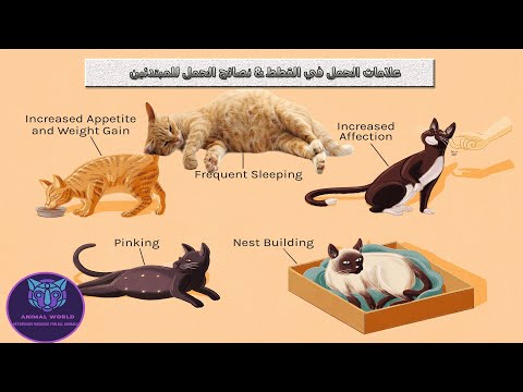 الحمل في القطط PREGNANCY IN CATS