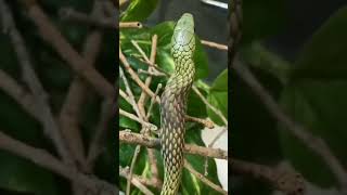 Western green mamba engulfing mouse  dangerous sna