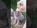 Cats Vs Dogs Funny Catvideos Catshorts Cat