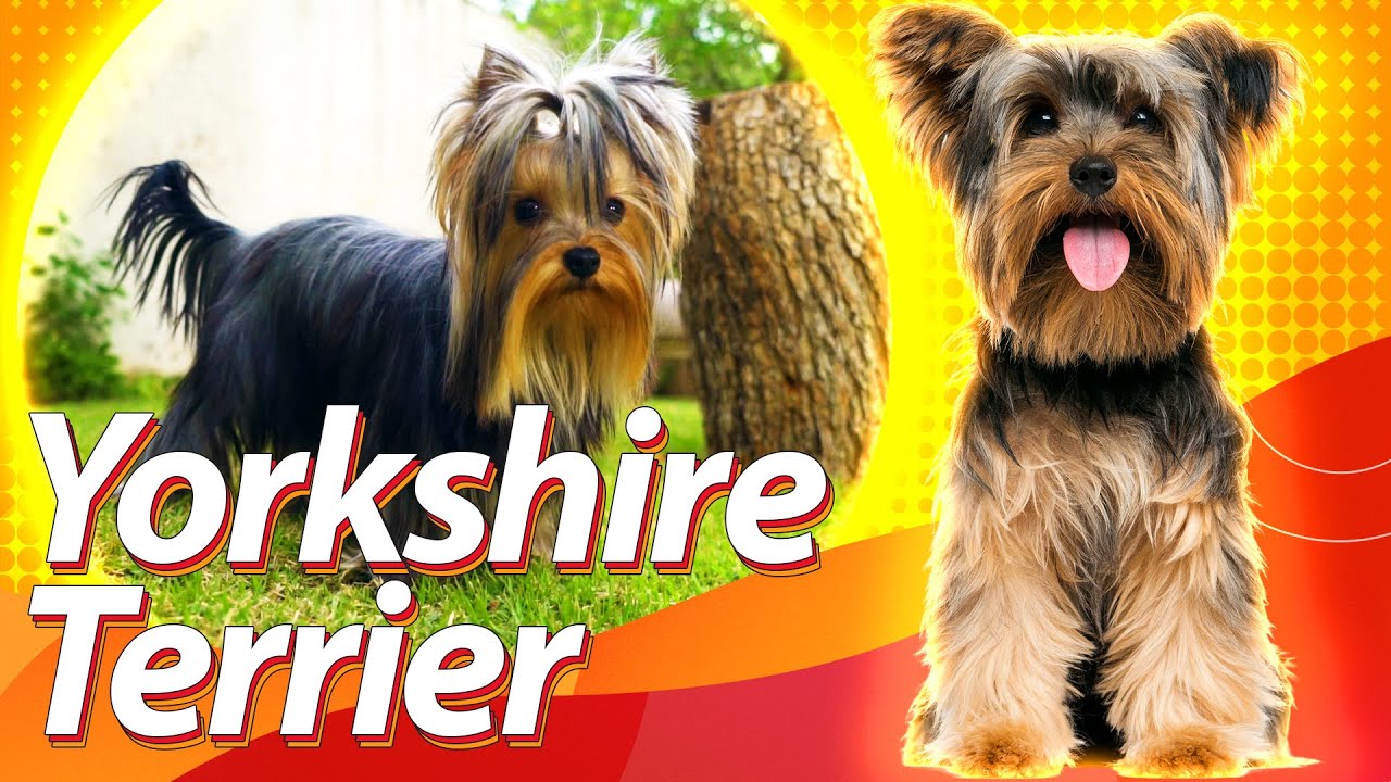 YORKSHIRE TERRIER: Saiba tudo sobre a Raça | Guia de Raças Baw Waw