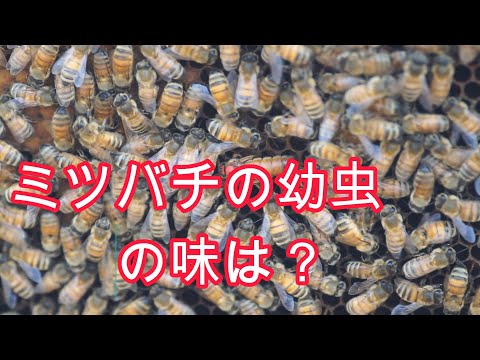 経済学科 晴蜂雨読／②社会性昆虫(4月)／山崎亮一／日仏英字幕付／②Social insect (April)／Ryoichi Yamazaki／ENG sub／Sous-titre français
