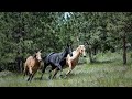 Equine Stem Cells And Arthritis Cornell Vet Equine Seminar Series November 2019