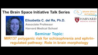 MIR137 polygenic risk for schizophrenia and ephrin-regulated pathway: Role in brain morphology