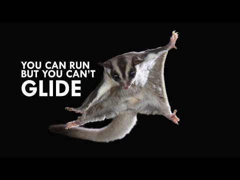 Sugar Glider: The Airborne Marsupial