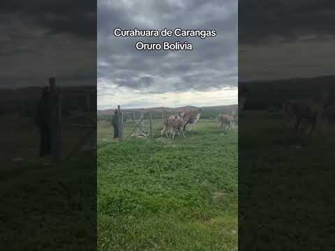 llamas aquí en #curahuara_de_carangas #oruro #Bolivia