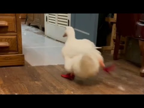 Running duck (vidéo originale)