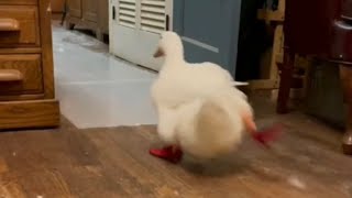 Running duck (vidéo originale)