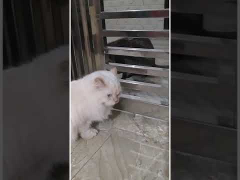 my cat got angry seeing another 😾😱😳