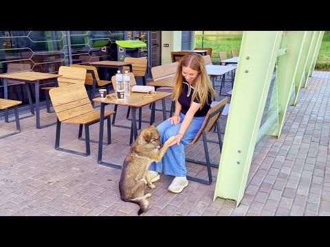 Watch the Moment a Stray Begging Dog Grabbed My Hand and Asked Me to Take Her Home