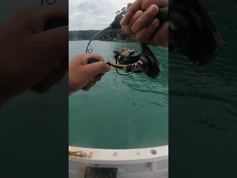 PENN AUTHORITY 2500HS + TSURI ESA ROD. versus Trevally. Nice drag sound