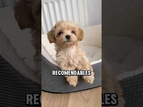 4 dog breeds best for small spaces #dogs #dogs