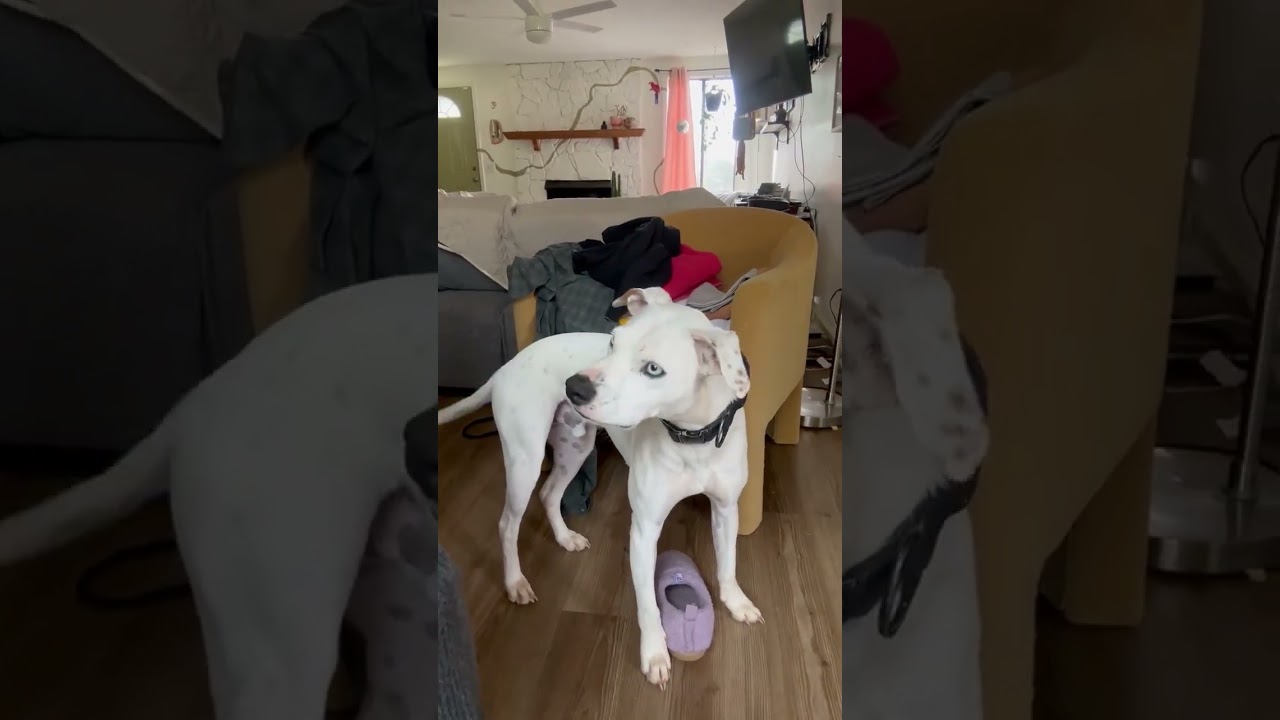 Enlarge Ziggy Blue, a Adoptable mixed breed in Ellijay, GA video 4/5