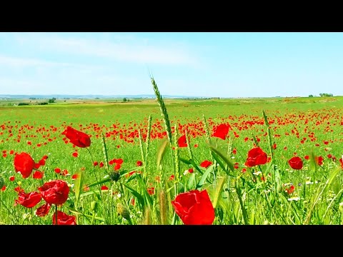 Relaxing Nature Ambience Meditation 🌹Healing Sounds of SPRING in a Poppy Meadow on a Sunny Morning#1