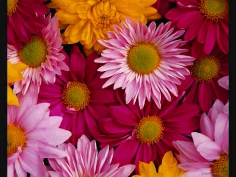 VIRGINIA. MÎINILE TALE