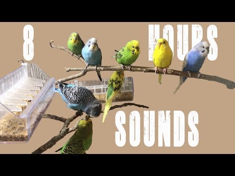 Budgie Sounds Voices Singing Chirping Chattering and Shouting (8 Hours)
