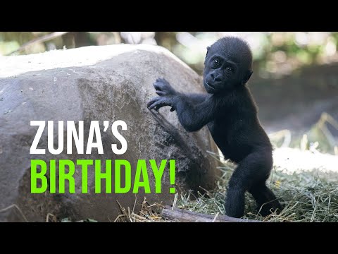 Happy Birthday, Zuna!
