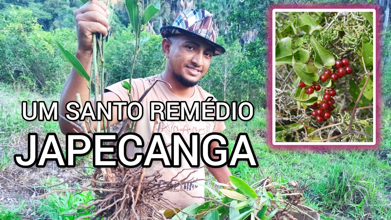 Os muitos benefícios da JAPECANGA (SALSAPARRILHA, SMILAX OFFICINALIS)
