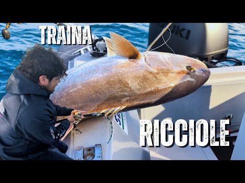 Two more amberjacks trolled with live bait! (Release?)