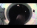 Cats Found In Washing Machine