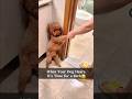 Dog No Bath Foryou Funny Funnypets Pets