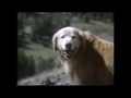 Homeward Bound The Incredible Journey Trailer 1993