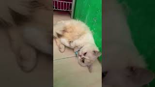 Download lagu Tuan jangan ganggu ganggu aku dulu dong #andyirwansahmatondang #cat #kucingciko #cikokucing #lucu mp3 Download lagu Tuan jangan ganggu ganggu aku dulu dong #andyirwansahmatondang #cat #kucingciko #cikokucing #lucu mp3