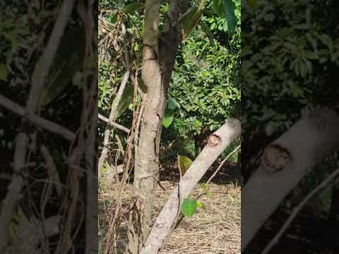 viva María casquitos😅😅