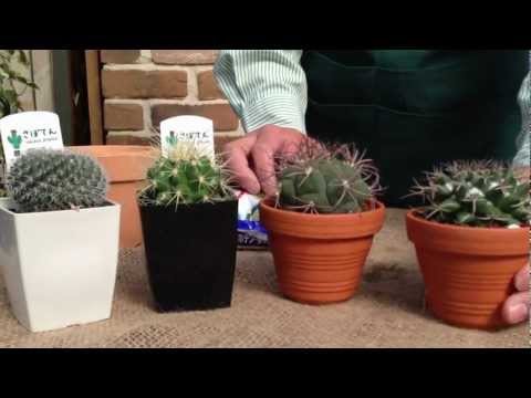 イースターサボテンの花を咲かせるにはどうすればよいですか?春の見事な開花のために今すぐ実践すべき3つのヒント  庭園