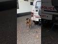 എടാ കള്ളാ Police Dog Kerala Police Police Police Policedog Kerala Shorts Rakvlogs Fy