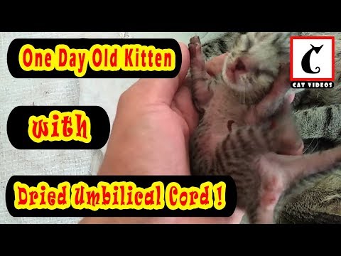 One Day Old Kitten with Dried Umbilical Cord !  CV_013