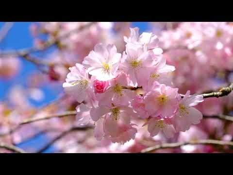 Viti i pikellimit nga jeta e te derguarit Muhammed a.s